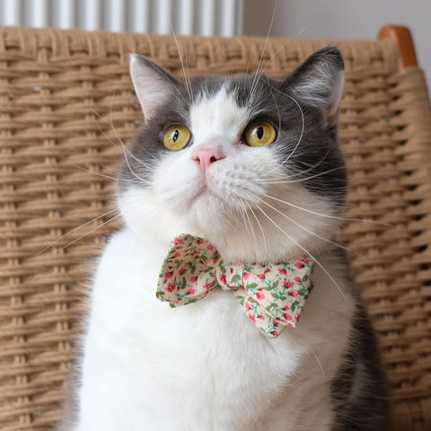 Bow Ties